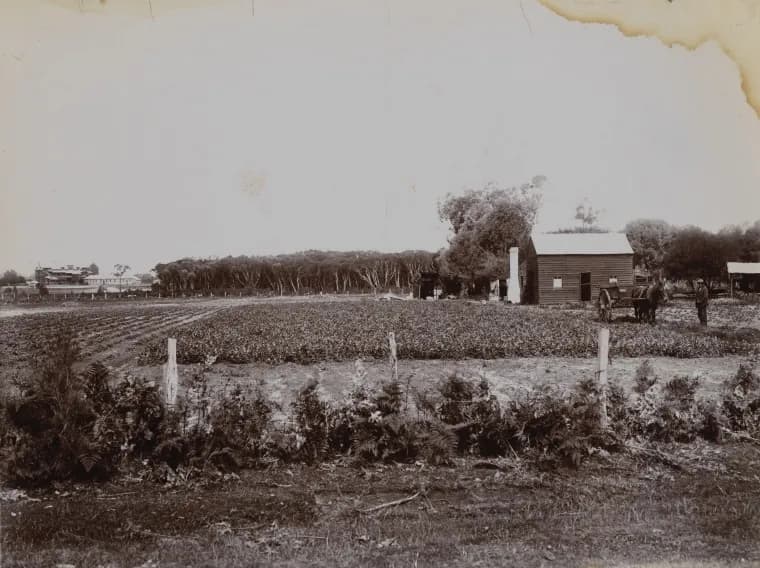 A historic photograph of a market garden
