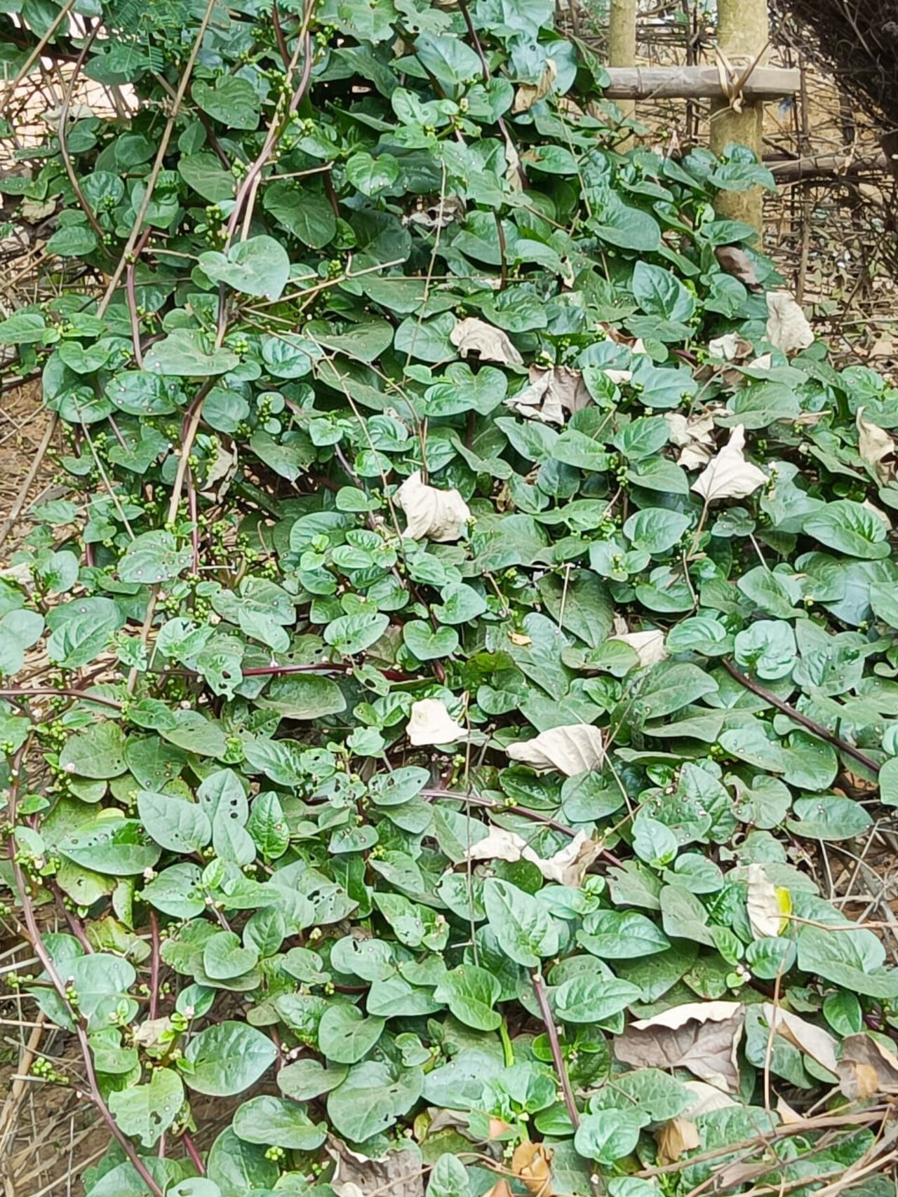 Leafy Greens