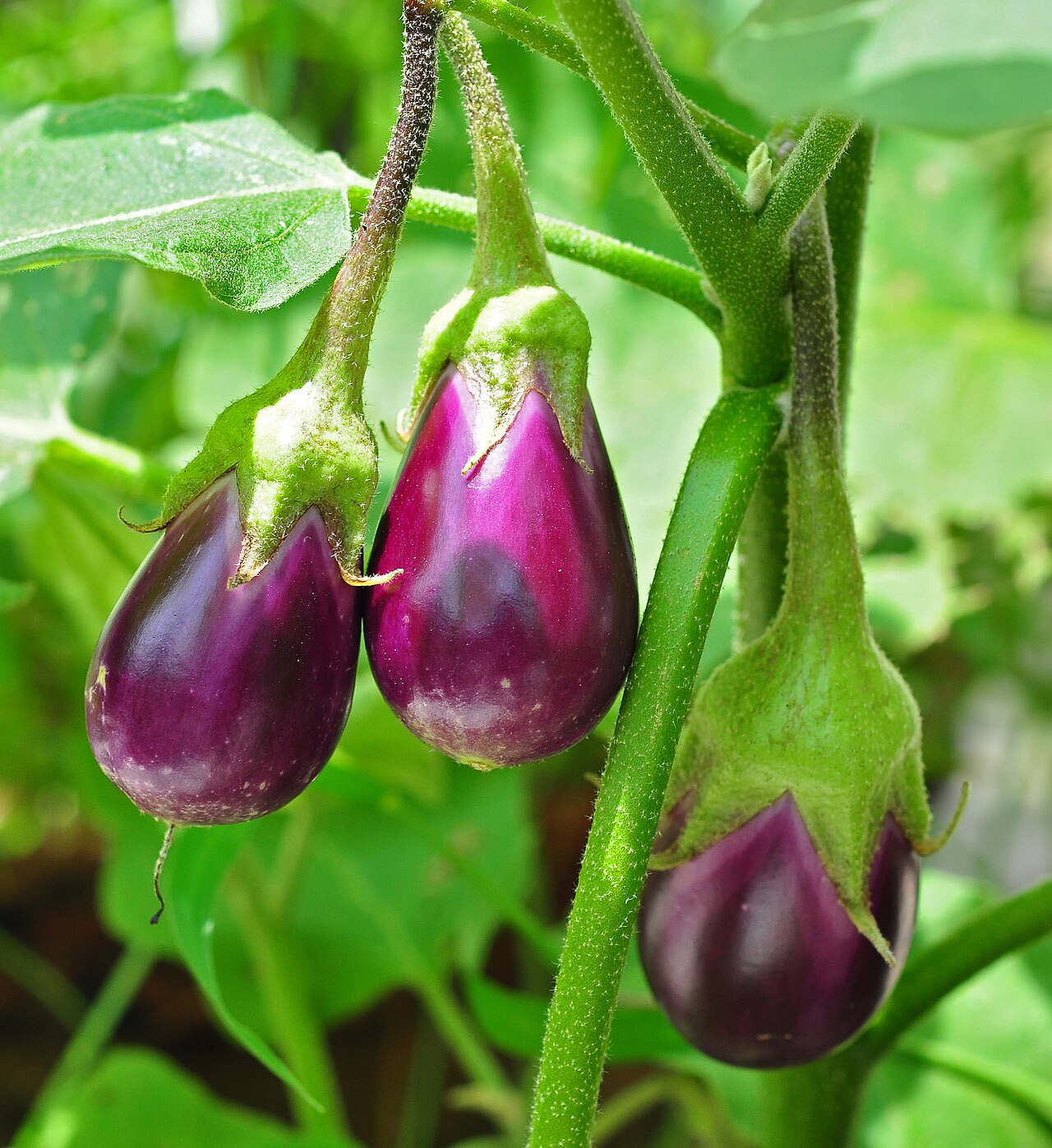 Continental Eggplant