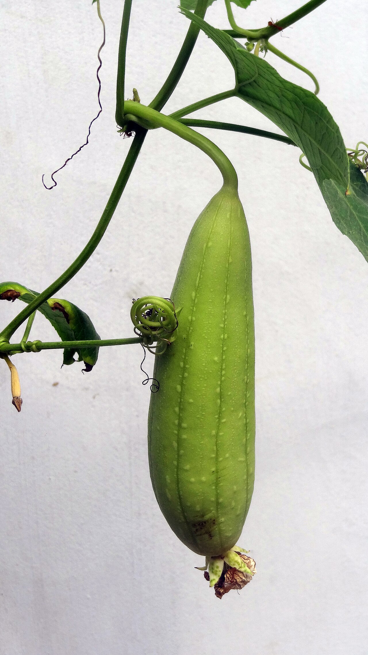 Lebanese Cucumbers
