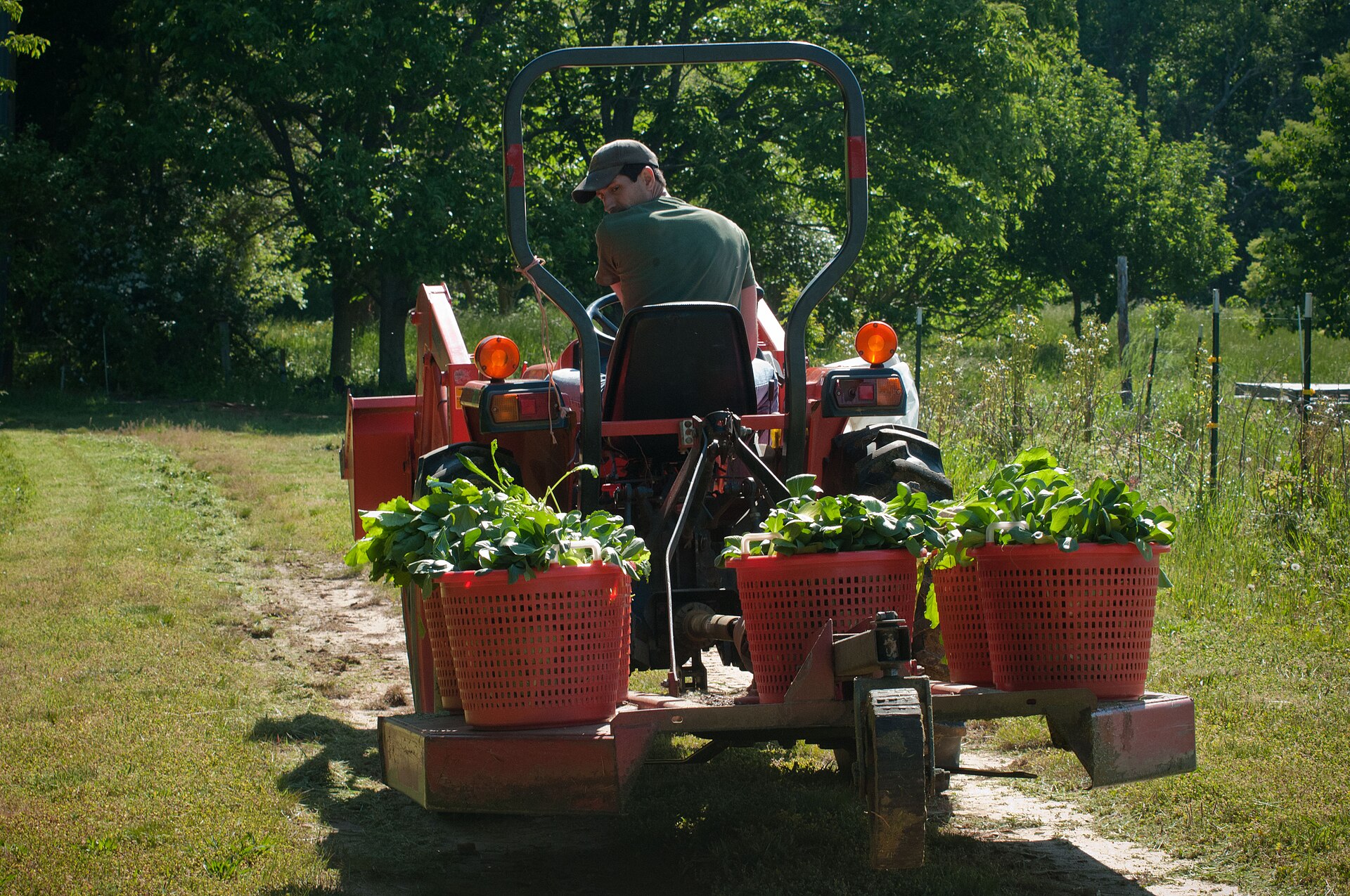 A basket of freshly harvested vegetables